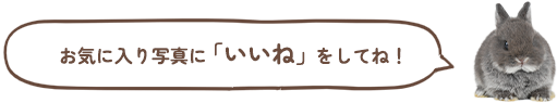 お気に入り写真に「いいね」をしてね!